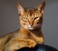 Abyssinian (Habeş) Kedisi