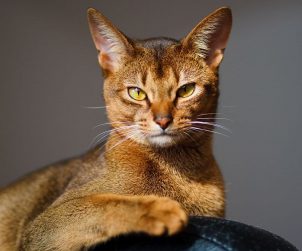 Abyssinian (Habeş) Kedisi