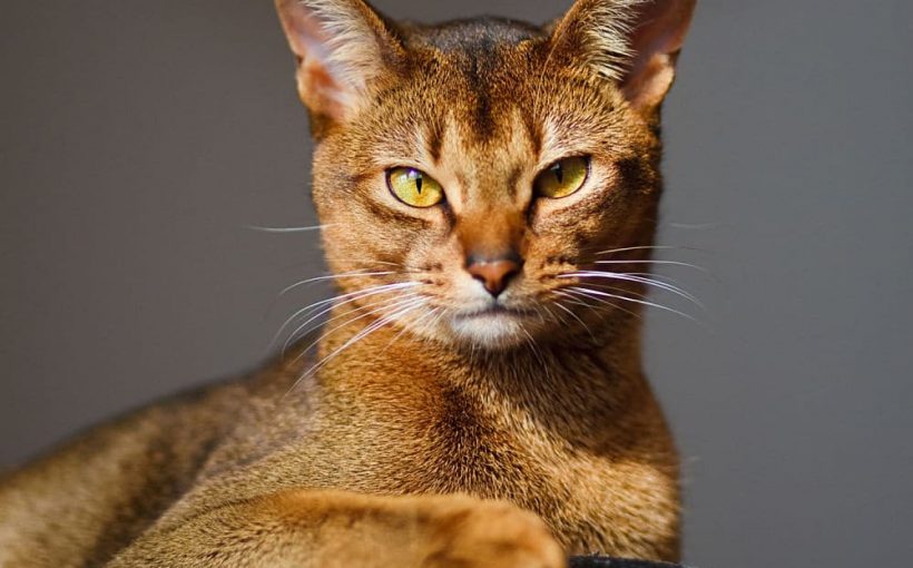 Abyssinian (Habeş) Kedisi