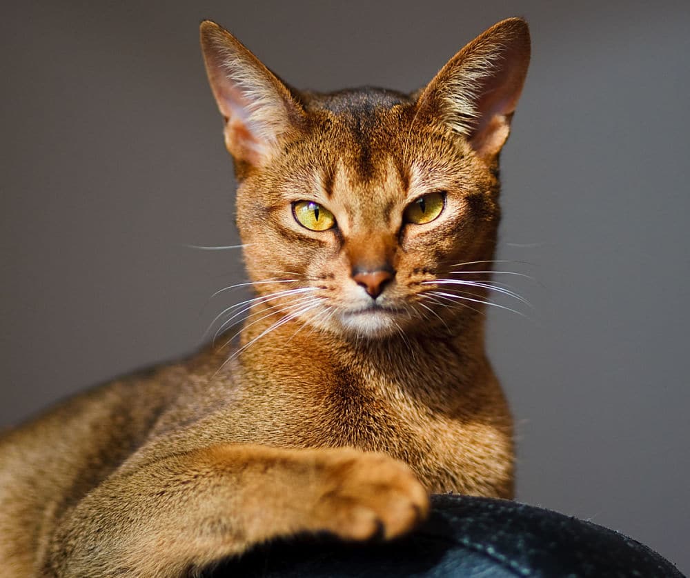 Abyssinian Habes Kedisi Ve Ozellikleri Miyhav Com