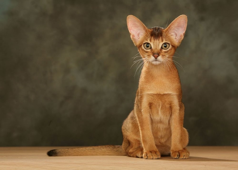 Abyssinian Habeş Kedisi