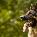 Alman Çoban Köpeği & Özellikleri