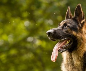 Alman Çoban Köpeği & Özellikleri