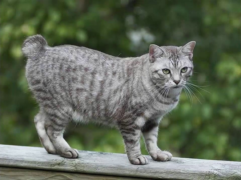 American Bobtail