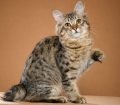 American Bobtail