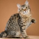 American Bobtail