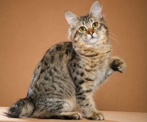 American Bobtail