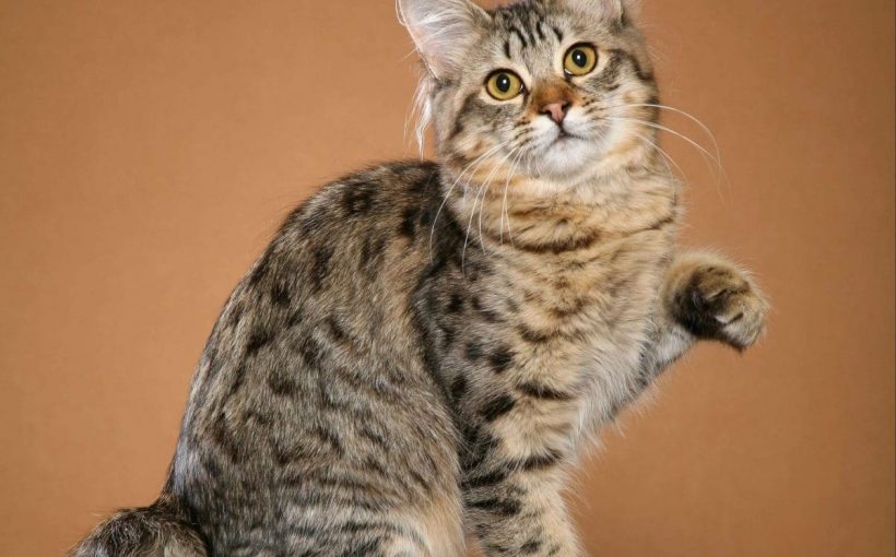 American Bobtail