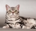 American Shorthair