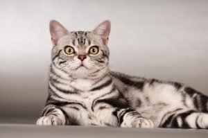 American Shorthair