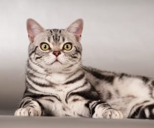 American Shorthair