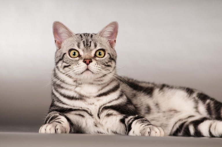 American Shorthair