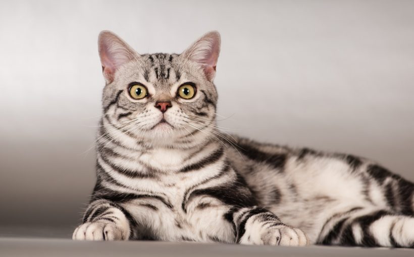 American Shorthair