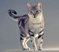 American Wirehair