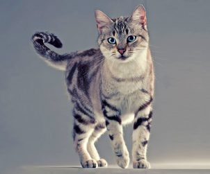 American Wirehair