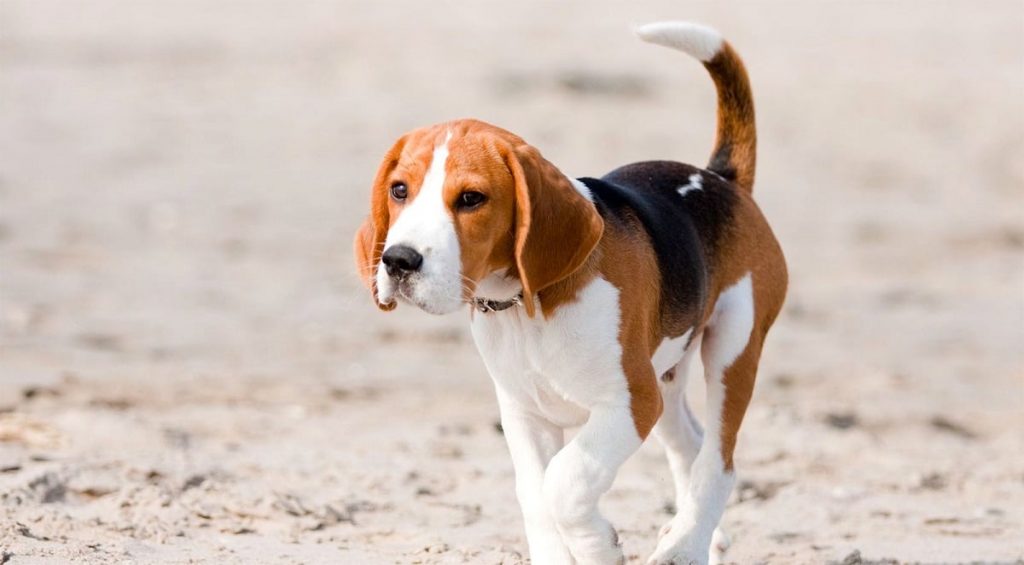 Beagle