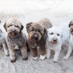 Fino Köpekleri & Özellikleri