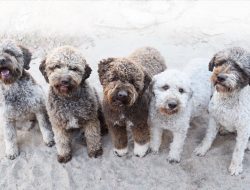 Fino Köpekleri