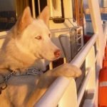 İstanbul Şehir Hatlarında Evcil Hayvanlar için Düzenleme