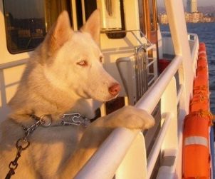 İstanbul Şehir Hatlarında Evcil Hayvanlar için Düzenleme