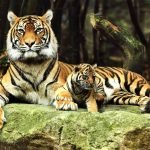 Kaplanlar için Yeni Yaşam Alanı