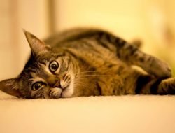 Kedi Çiftleşmesi