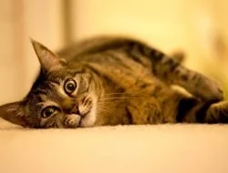 Kedi Çiftleşmesi