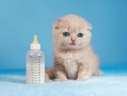 Kedi İsimleri