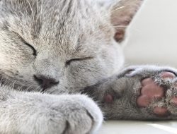 Kedi Kısırlaştırma
