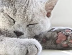 Kedi Kısırlaştırma