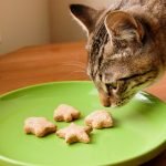 Kedi Maması Yapımı