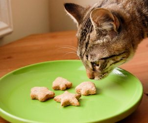 Kedi Maması Yapımı