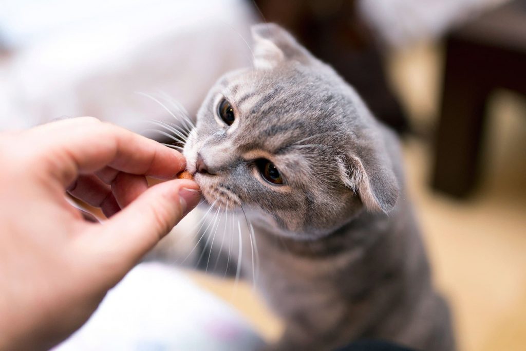 Kedi Parazit Kontrolü