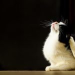 Kedi Parazit Kontrolü