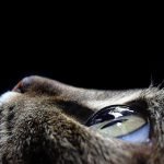 Kedilerde Göz Temizliği