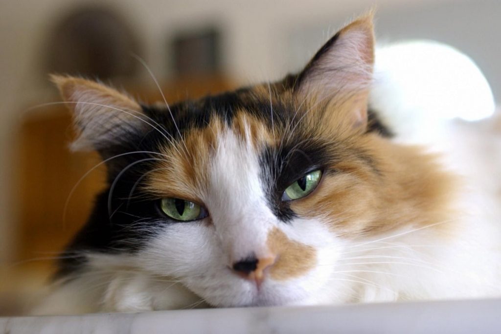 Kedilerde Göz Temizliği & Bakımı