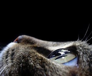 Kedilerde Göz Temizliği