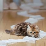 Kedilerde Tuvalet Eğitimi