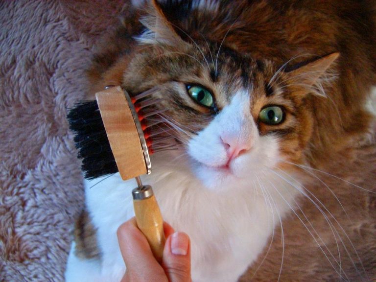 Kediler Neden Tüy Döker?