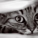 Kedinizin Sizi Sevdiğini Nasıl Anlarsınız