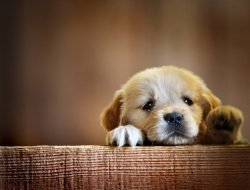 Köpek İsimleri