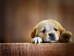 Köpek İsimleri