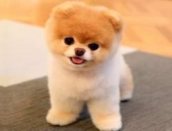 Köpek Türleri