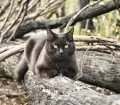 2,5 Senedir Avustralya'yı Karış Karış Gezen Maceracı Kedi ve İnsanı