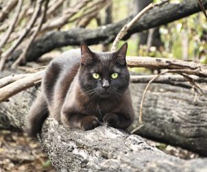 2,5 Senedir Avustralya'yı Karış Karış Gezen Maceracı Kedi ve İnsanı