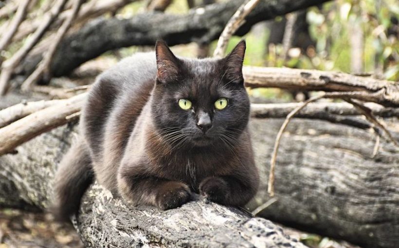 2,5 Senedir Avustralya'yı Karış Karış Gezen Maceracı Kedi ve İnsanı