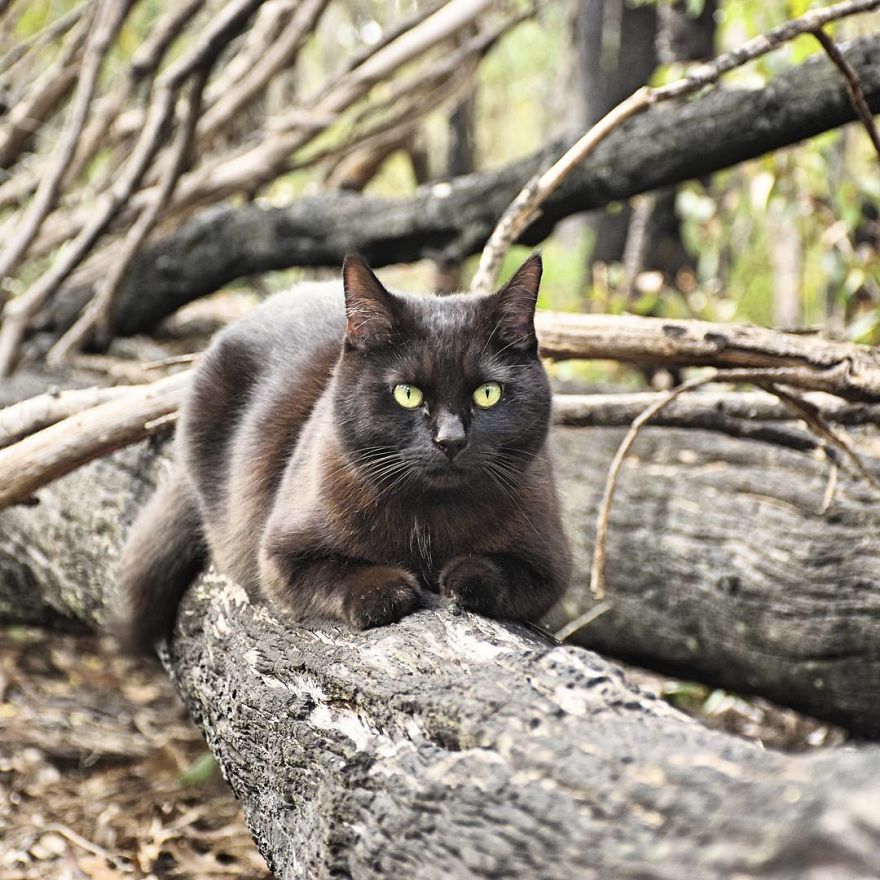 2,5 Senedir Avustralya'yı Karış Karış Gezen Maceracı Kedi ve İnsanı
