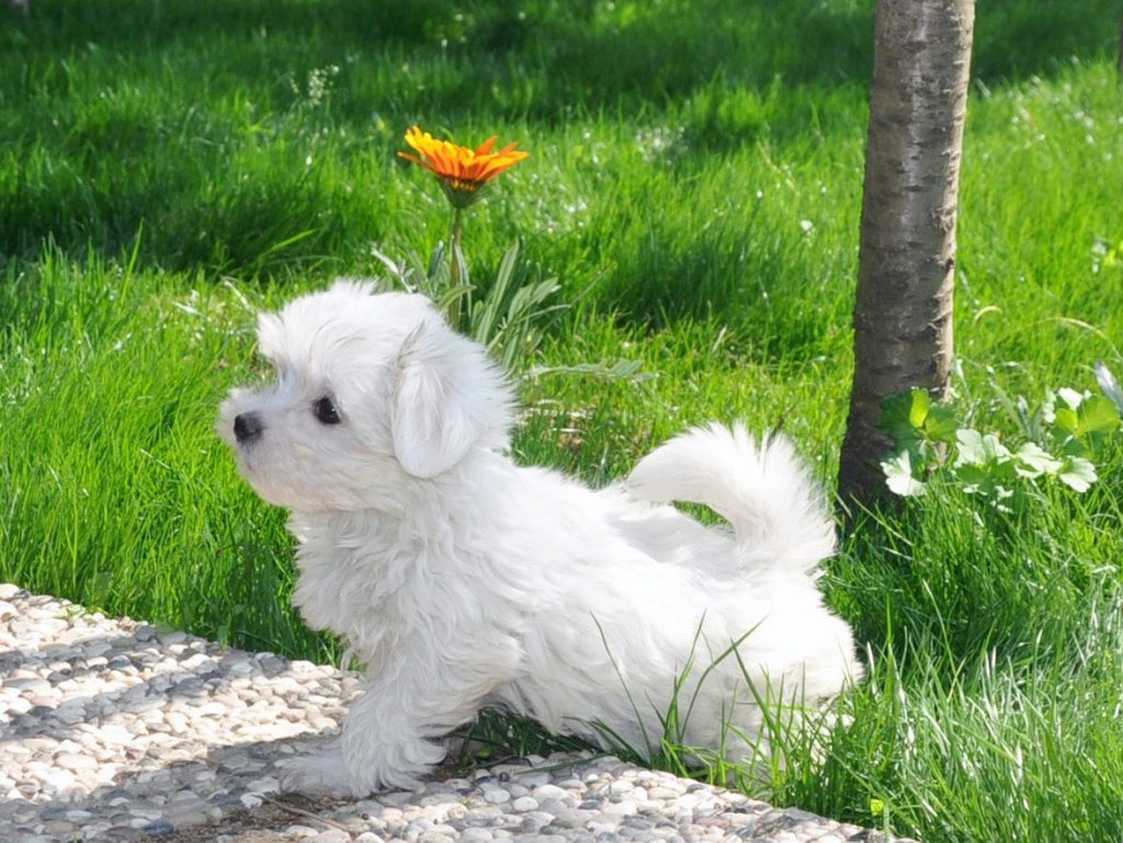 Maltese Fino Köpek