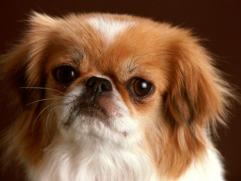 Pekingese Pekinez Fino Köpek