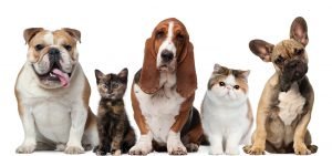 6. Petzoo Evcil Hayvan Fuarı